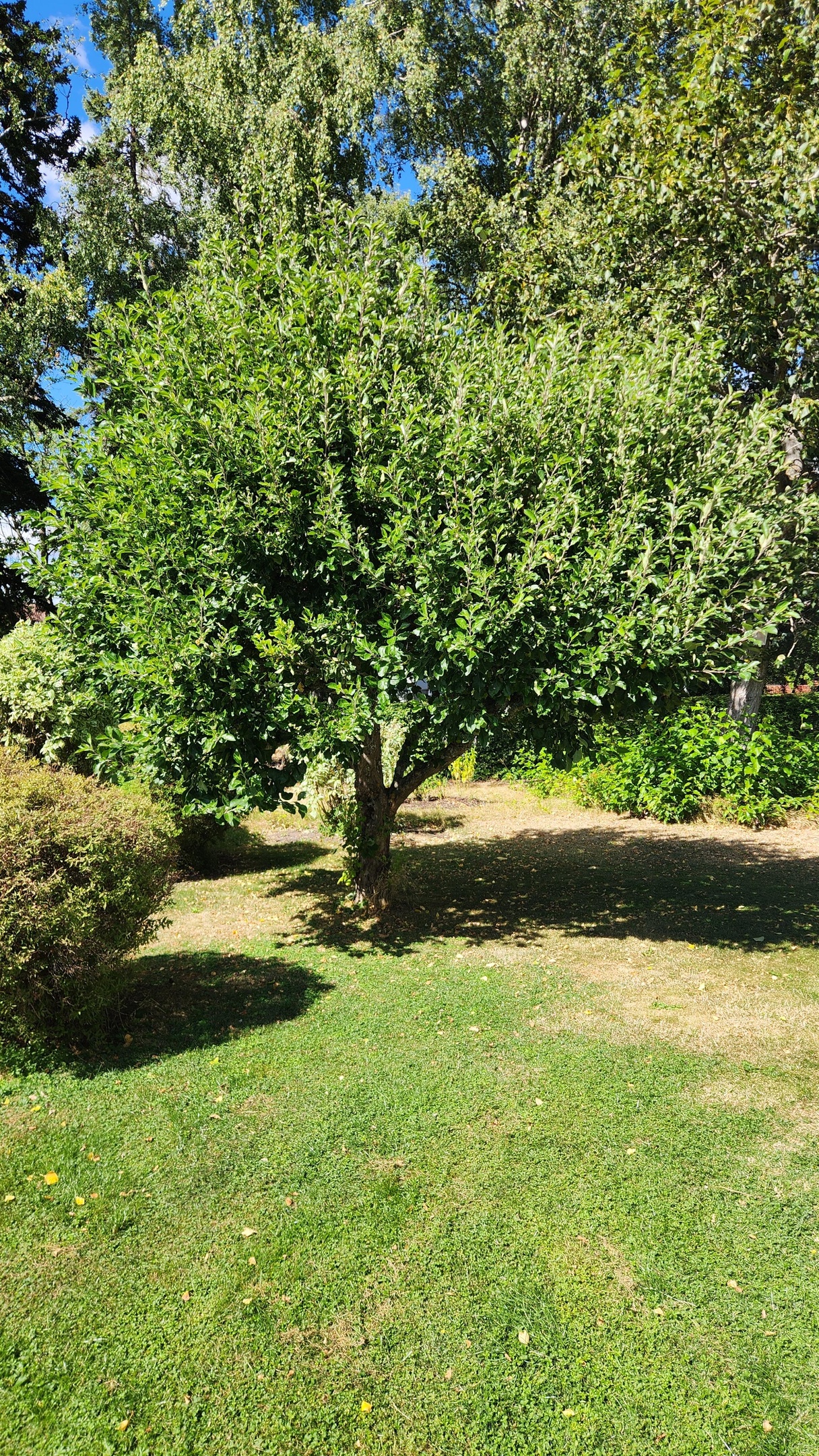 Beskärning